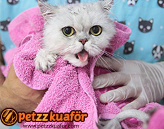 Evcil Hayvan Banyo evcil hayvan banyo